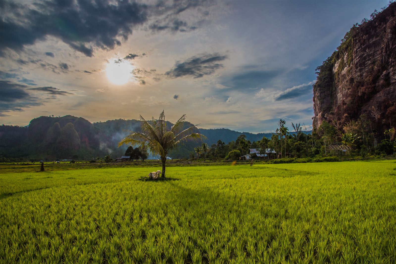 Reisfelder auf der Insel Sumatra 